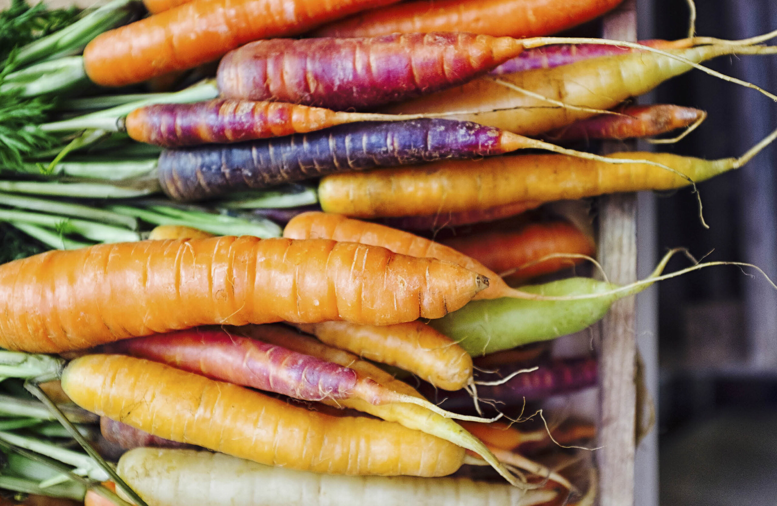 Freshly picked carrots of a variety of colours.