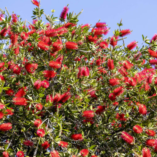 Red bottlebrush in flower.