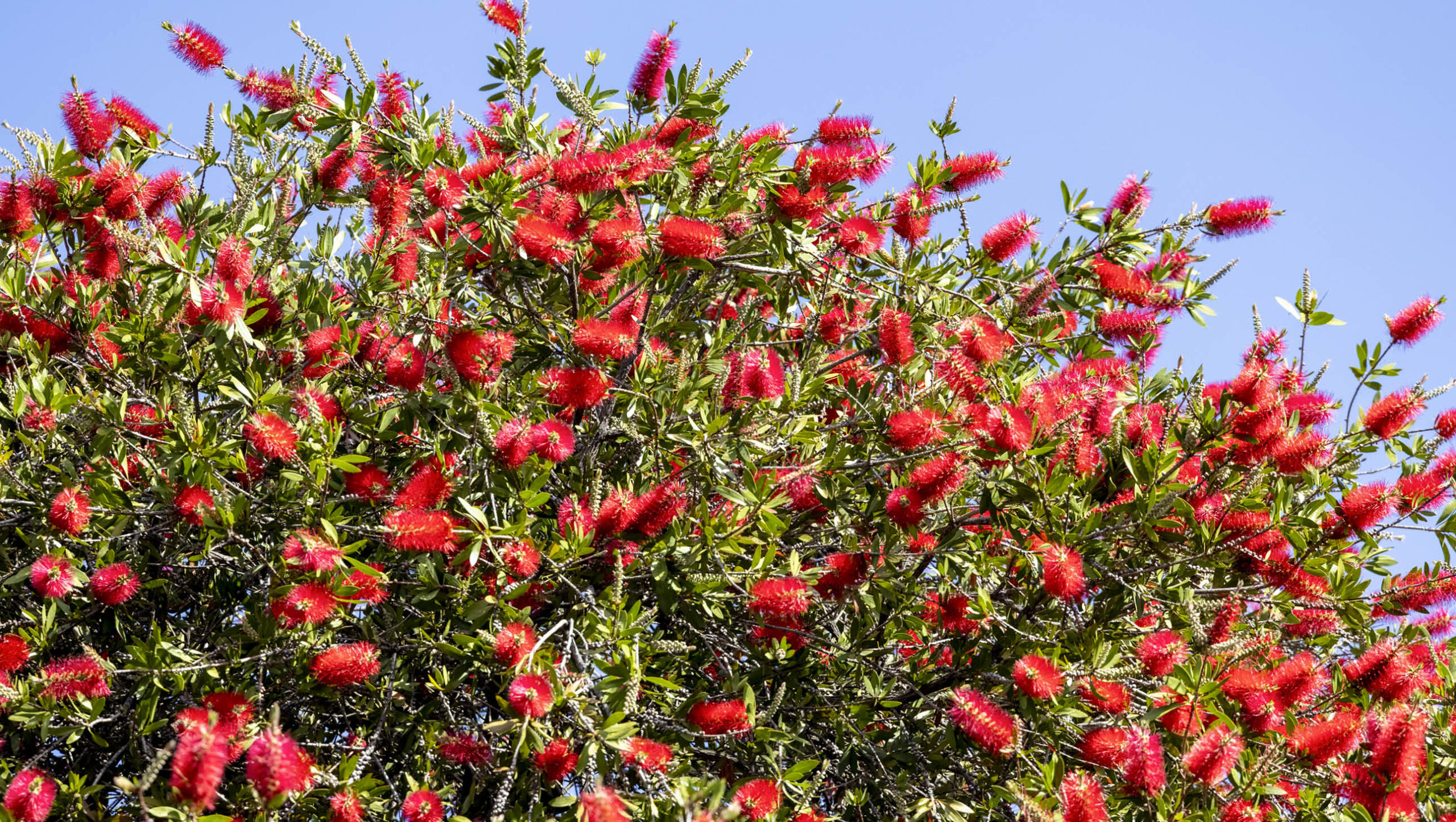 Red bottlebrush in flower.