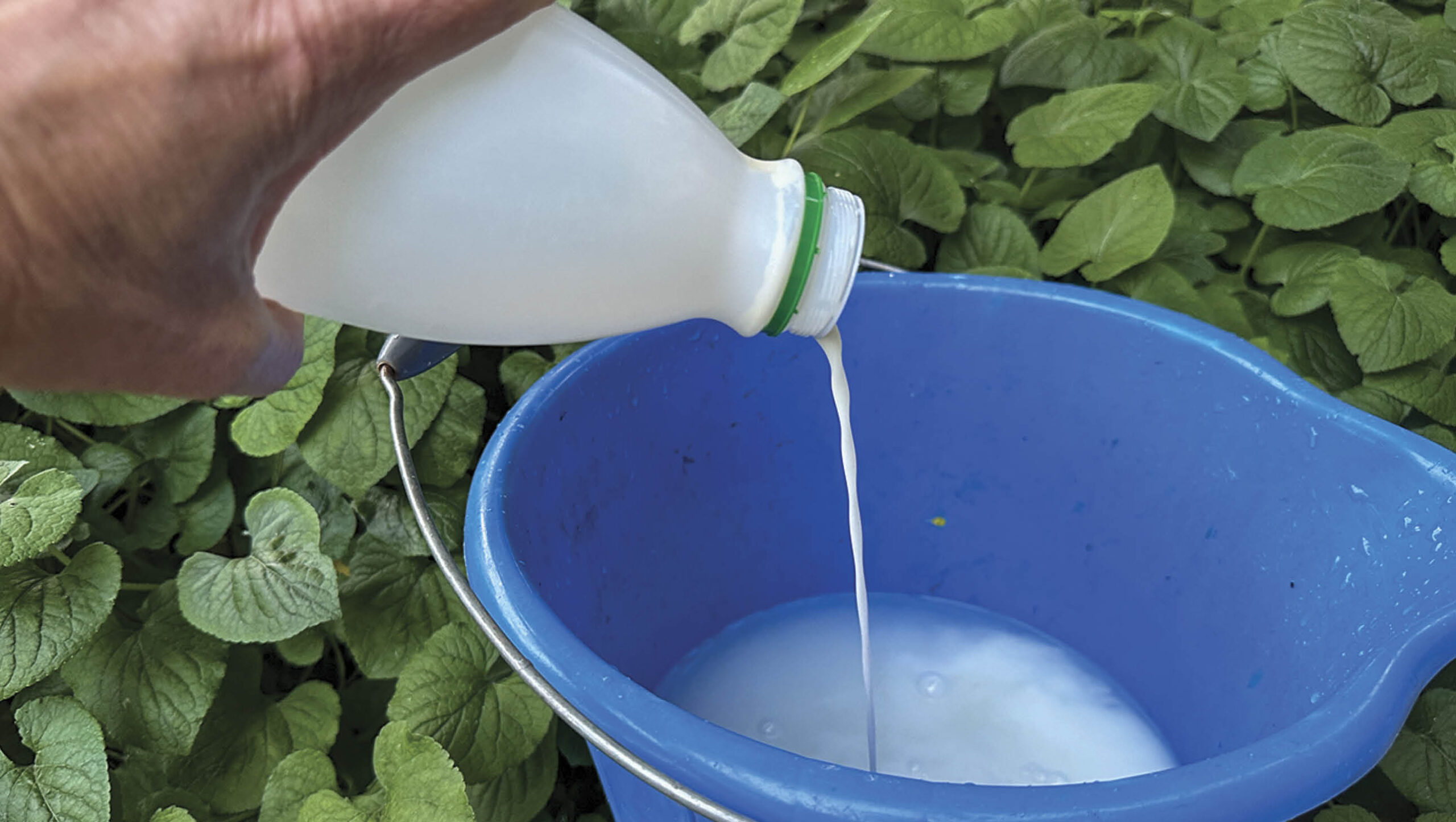 Don't cry over out-of-date milk & other tips - ABC Organic Gardener Magazine