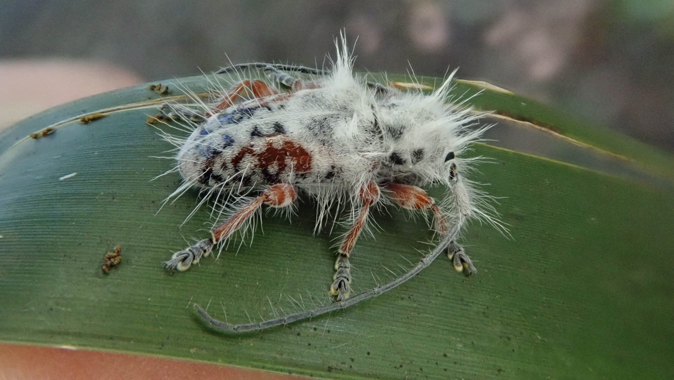Beetle discovery sign of hidden biodiversity - ABC Organic Gardener ...