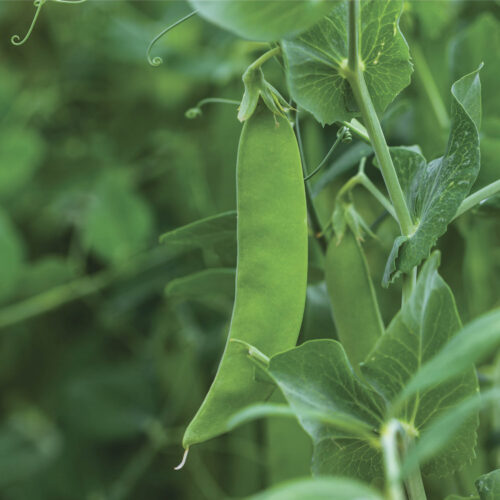 Snow pea ripening on vine.