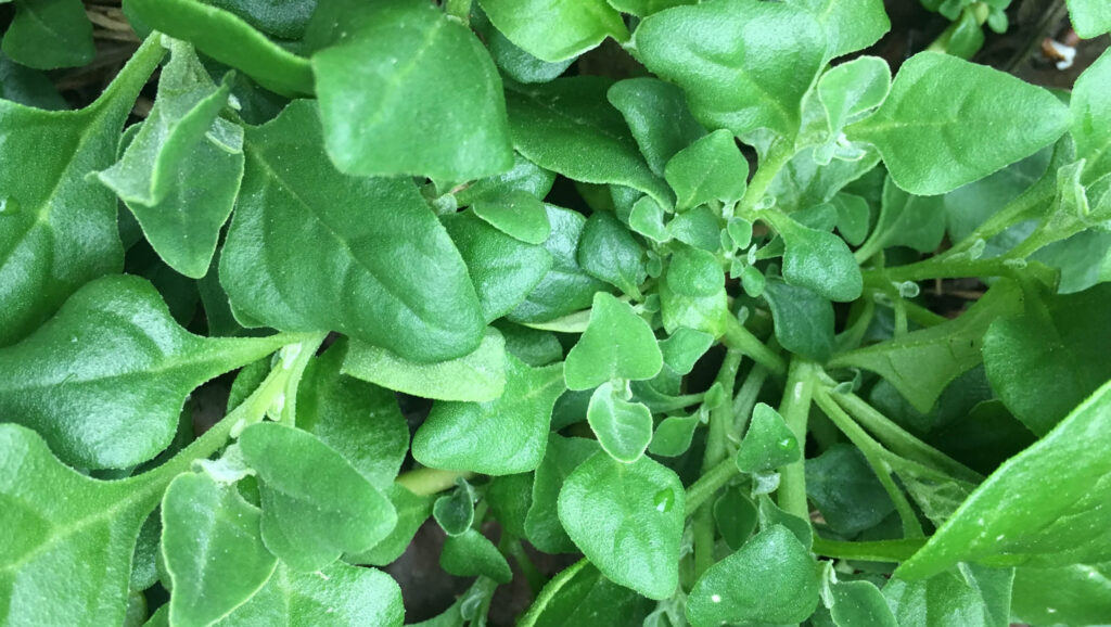 Warrigal greens.