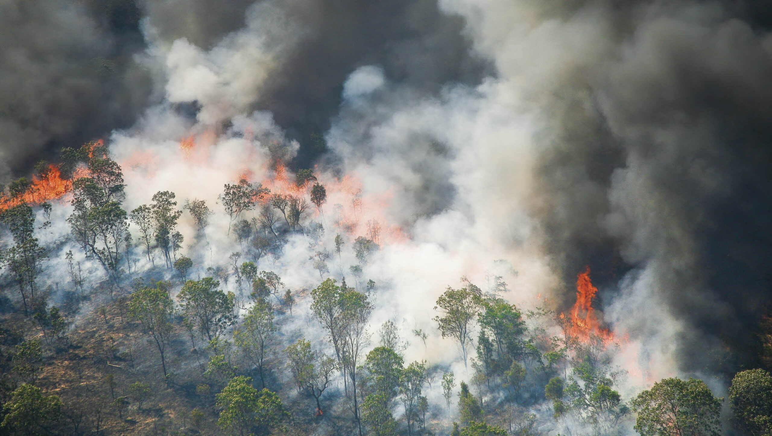 More frequent bushfires are a telltale sign of global heating.