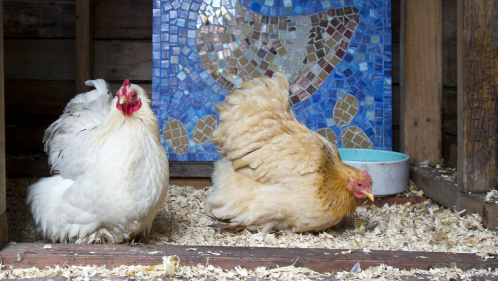 Two chooks eating seeds scattered n their henhouse.