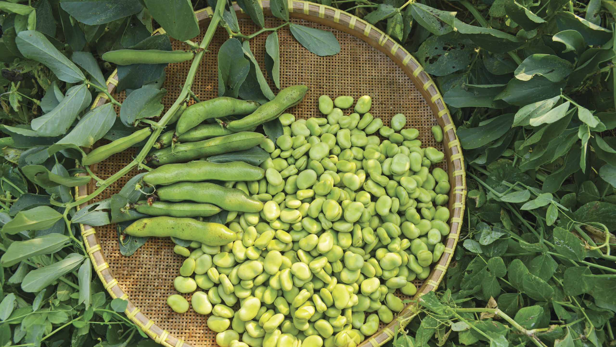 Many parts of the broad bean plant are edible.