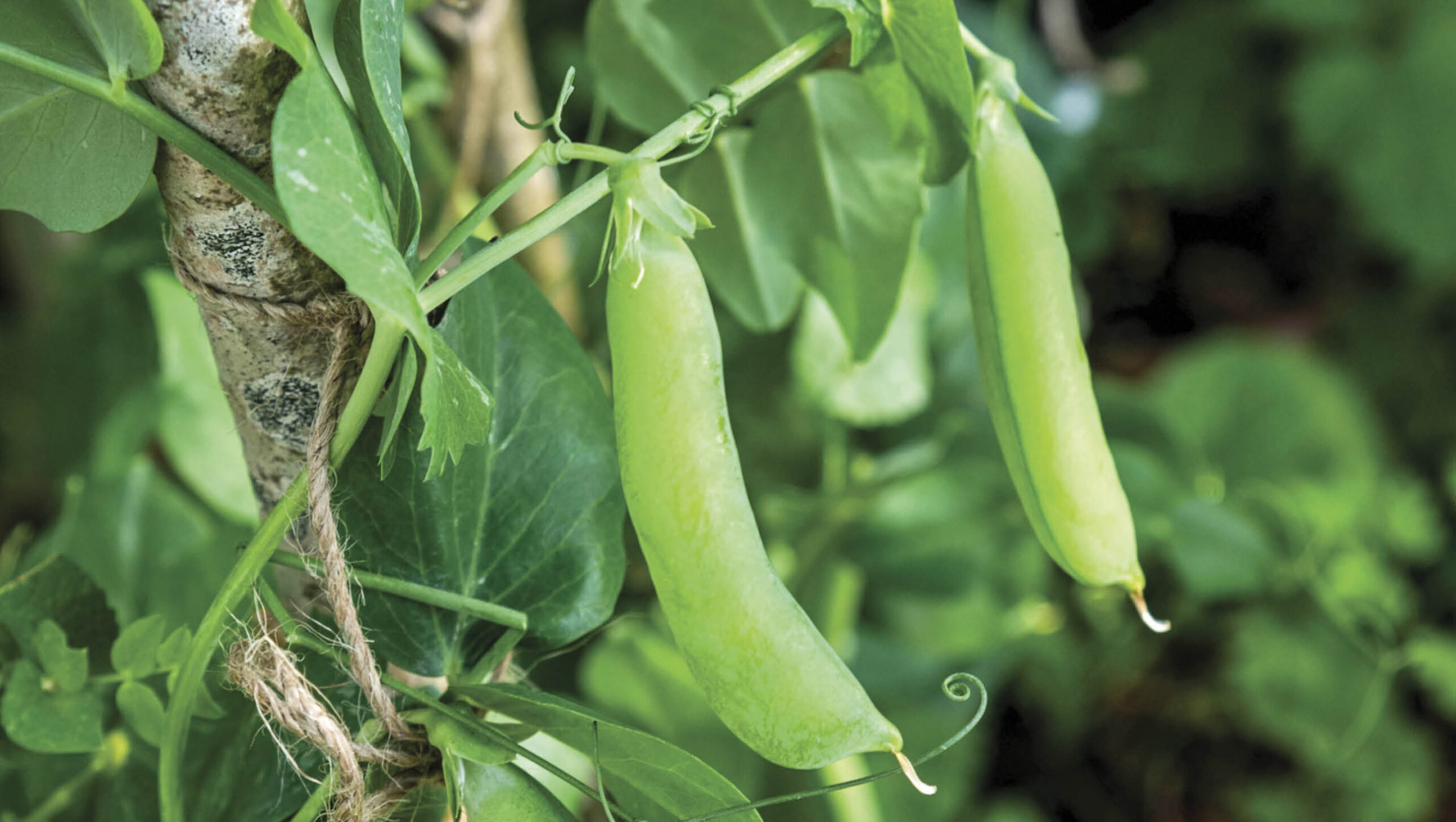 You can construct a teepee to support peas with bamboo or sticks.