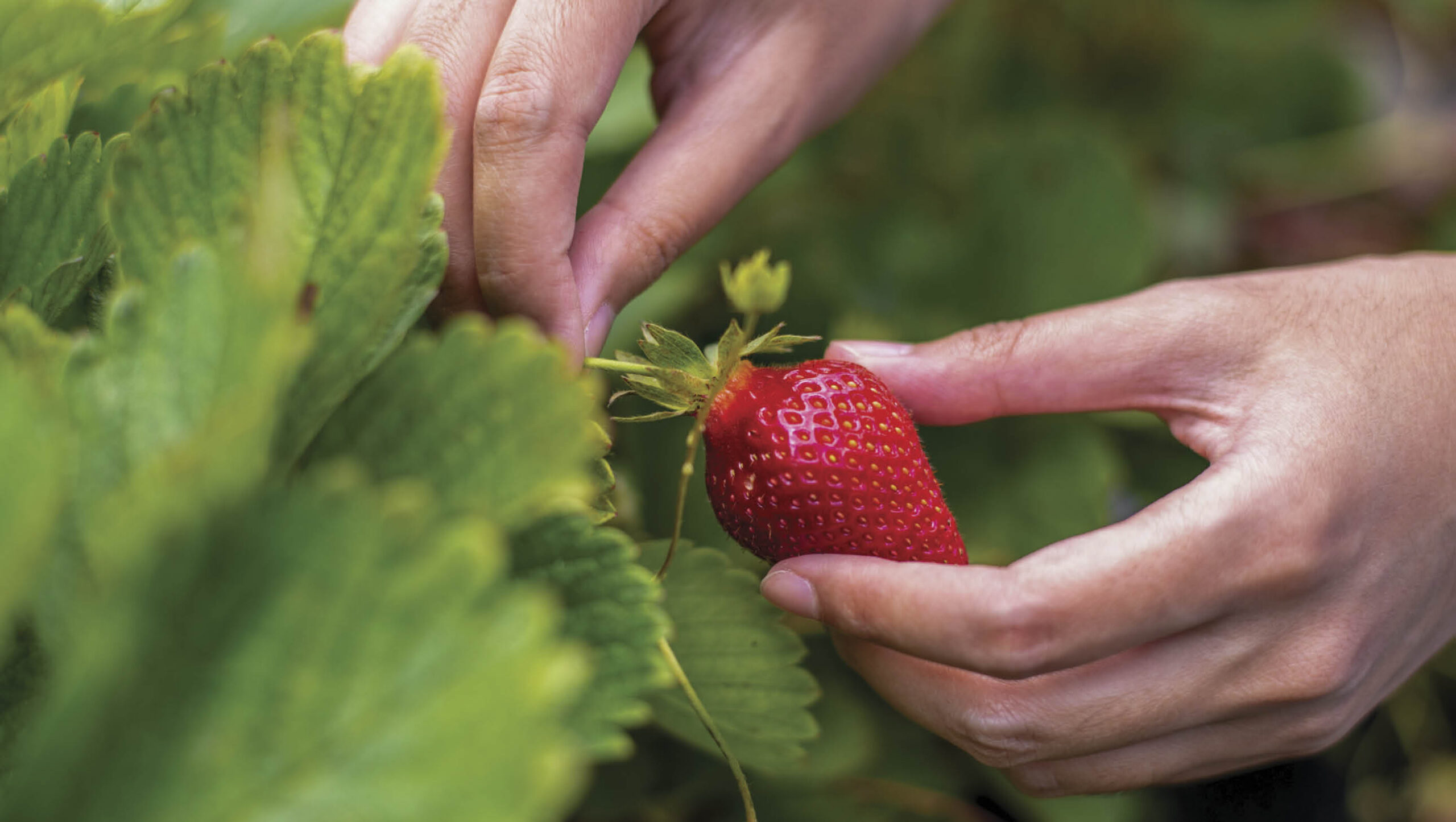 Two hands picking a fresh strawberry.