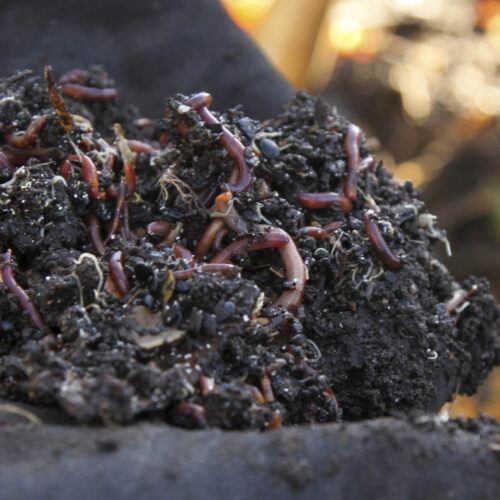 Red wriggler worms in a pile of compost, held in a pair of gloved hands.