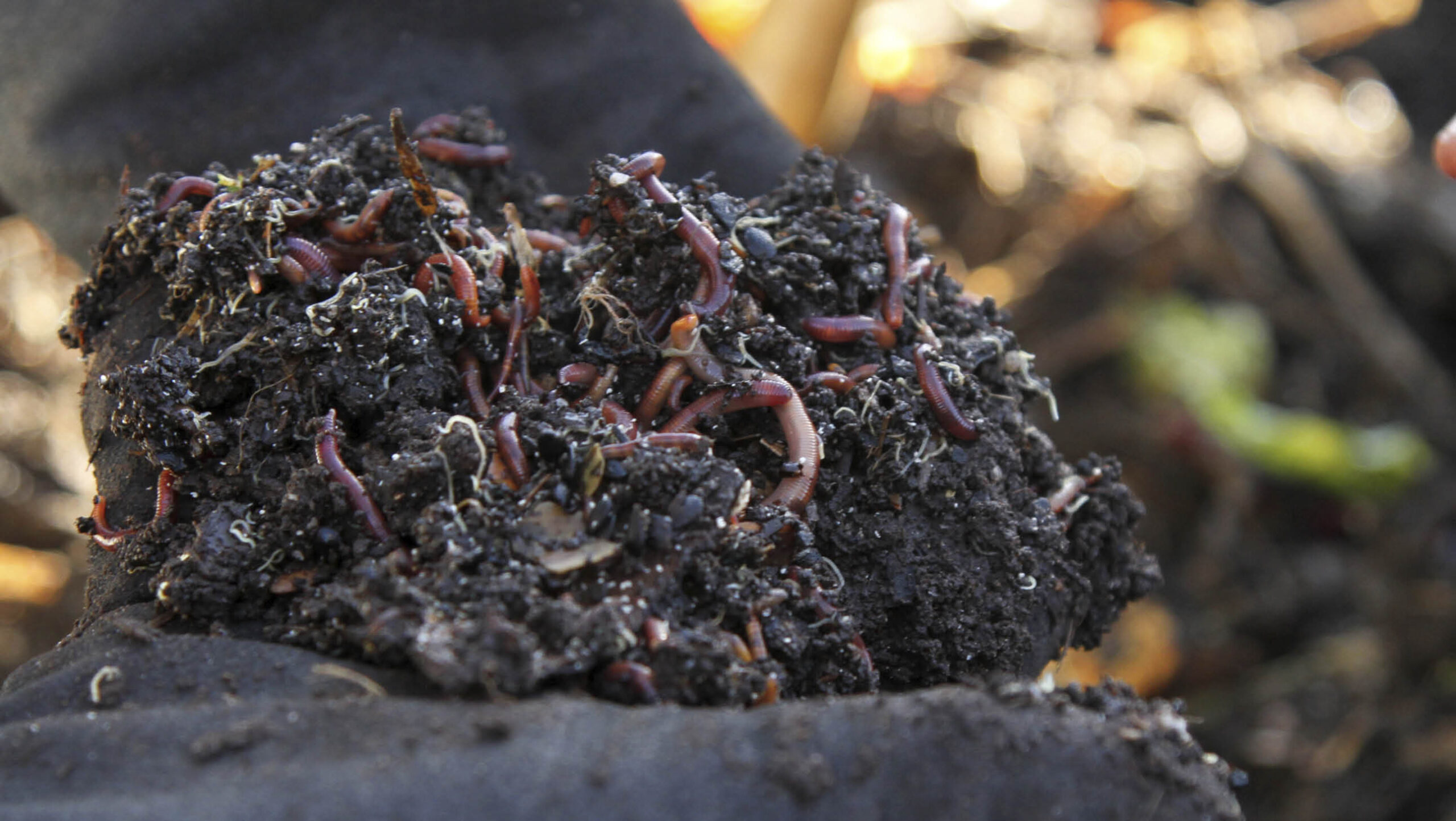 Red wriggler worms in a pile of compost, held in a pair of gloved hands.