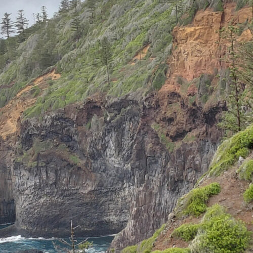 The cliffs of the coast of Norfolk Island with some Norfolk Island Pines scattered along the top.
