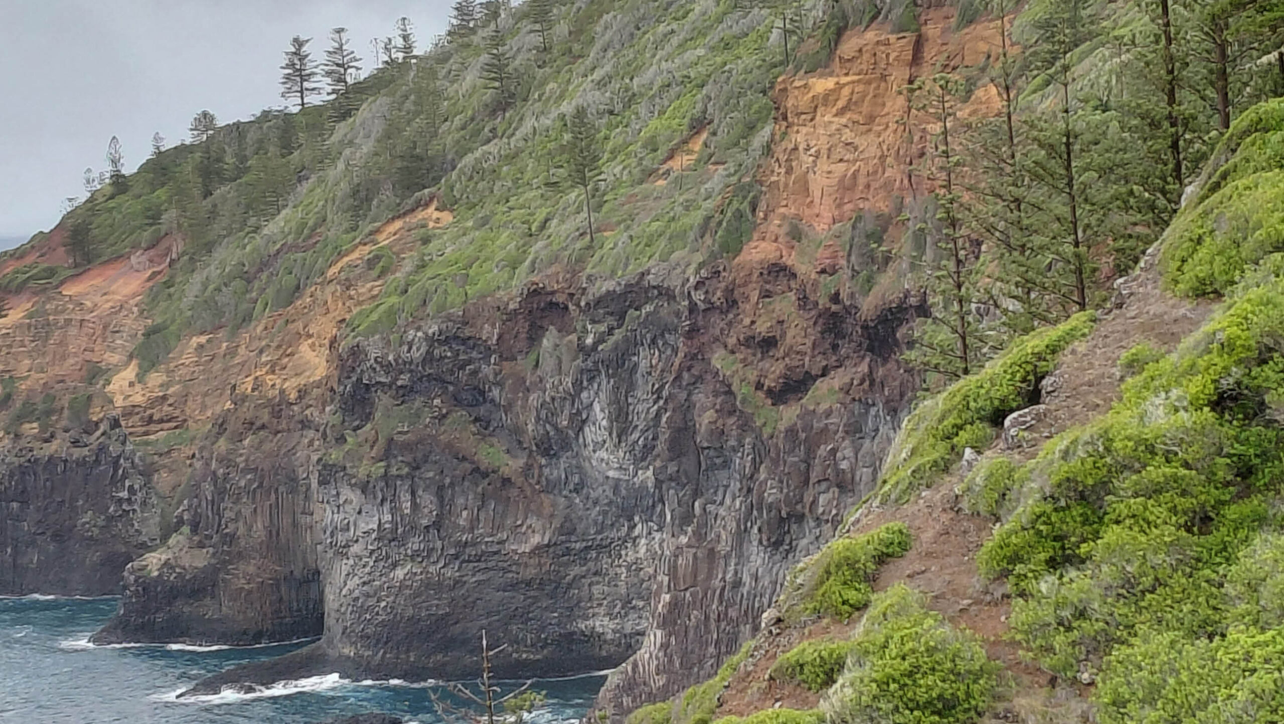 The cliffs of the coast of Norfolk Island with some Norfolk Island Pines scattered along the top.