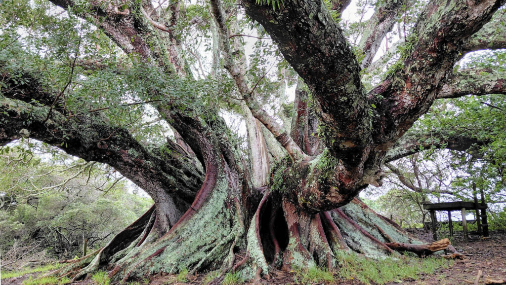 Large Moreton Bay fig tree.
