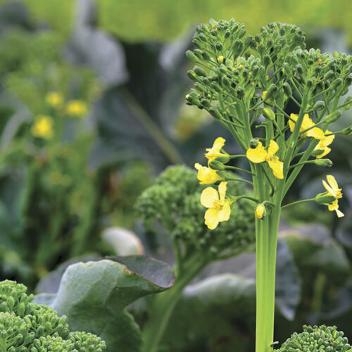 A broccoli plant that has been allowed to bolt and flower to get seeds.