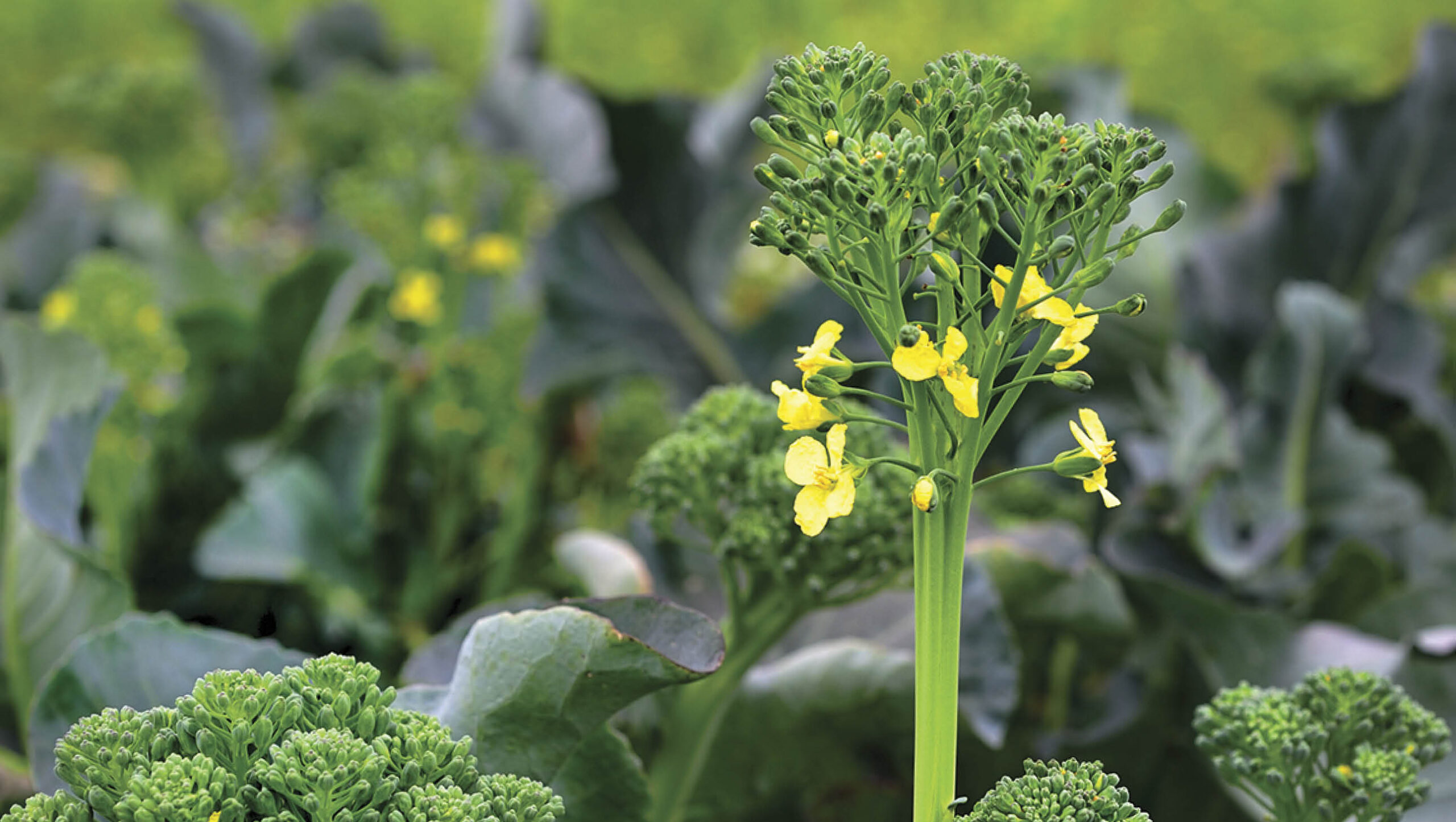 A broccoli plant that has been allowed to bolt and flower to get seeds.