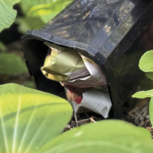 Plastic pot with scrunched up paper being used as an earwig trap.