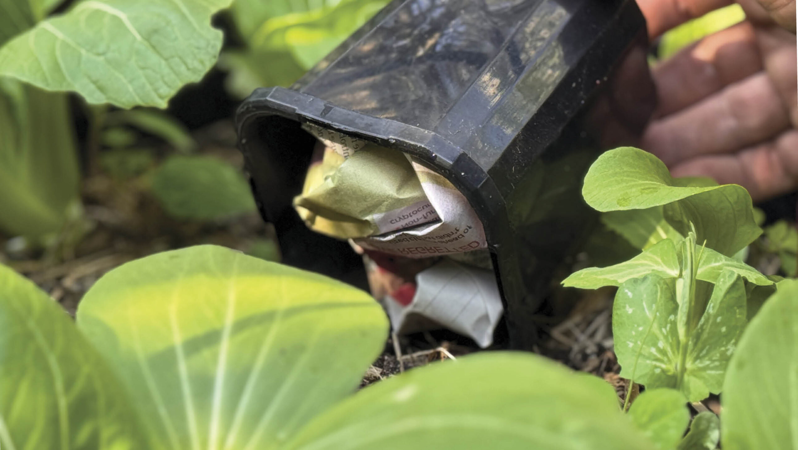 Plastic pot with scrunched up paper being used as an earwig trap.