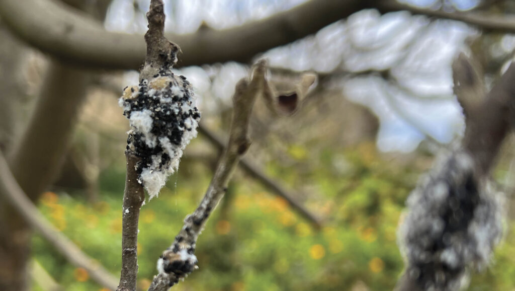 A clump of woolly aphids on a tree branch.