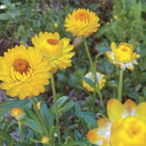 Pop in your patch: Everlasting daisy Papery, yellow everlasting daisies growing among green leaves.