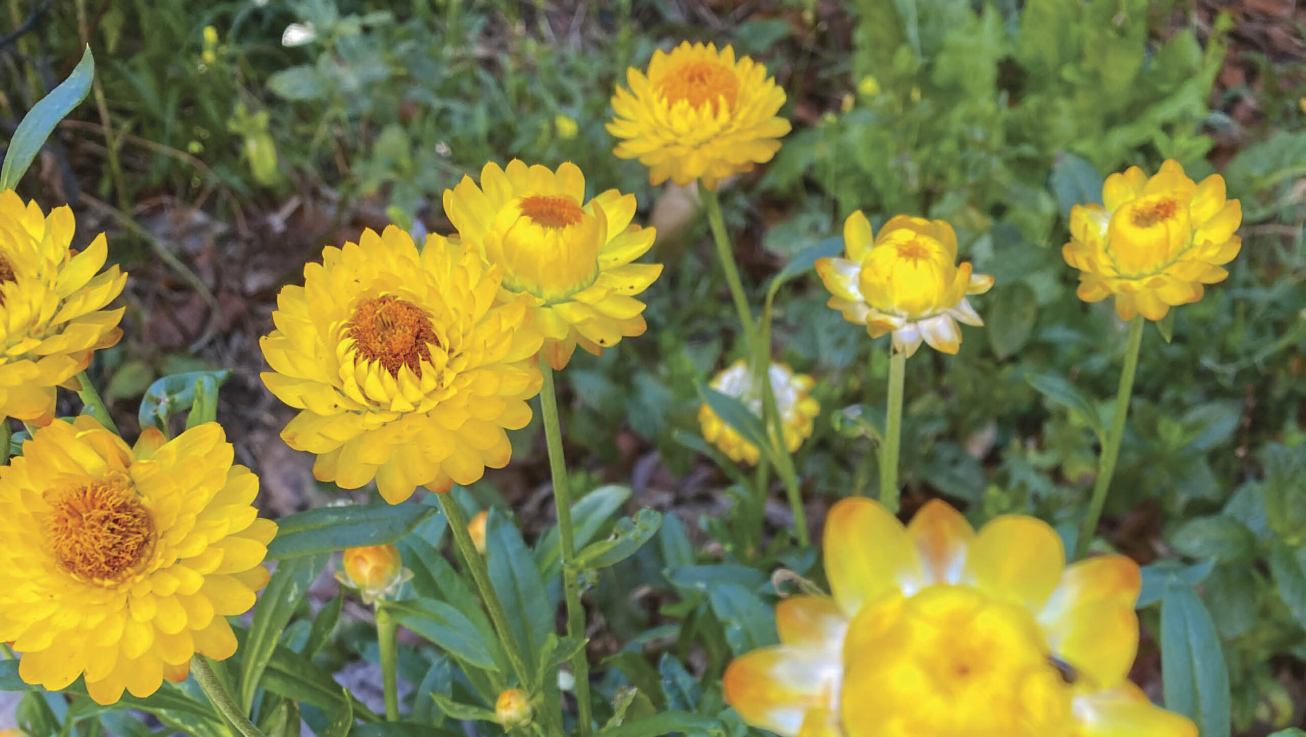 Papery, yellow everlasting daisies growing among green leaves.