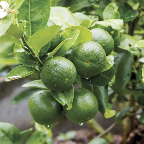 Lime citrus fruit, ripening on a branch of a tree in a pot.