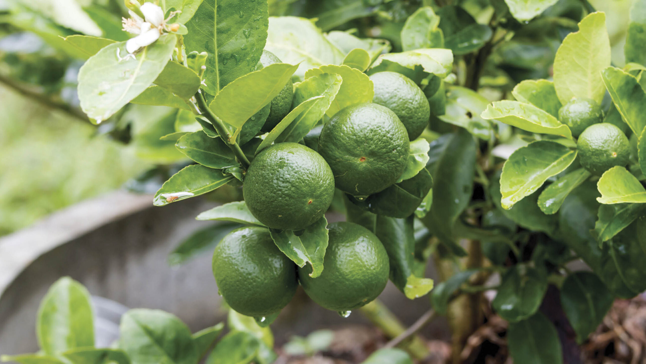 Lime citrus fruit, ripening on a branch of a tree in a pot.