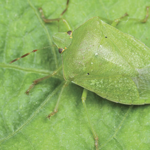 Green vegetable bugs shelter in plant foliage.