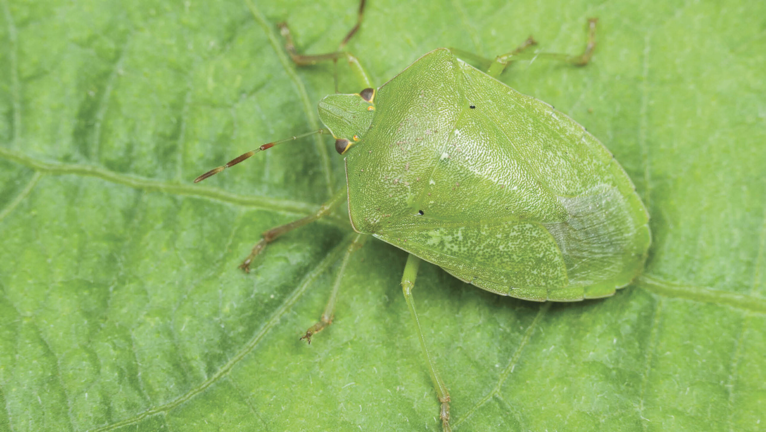 Green vegetable bugs shelter in plant foliage.