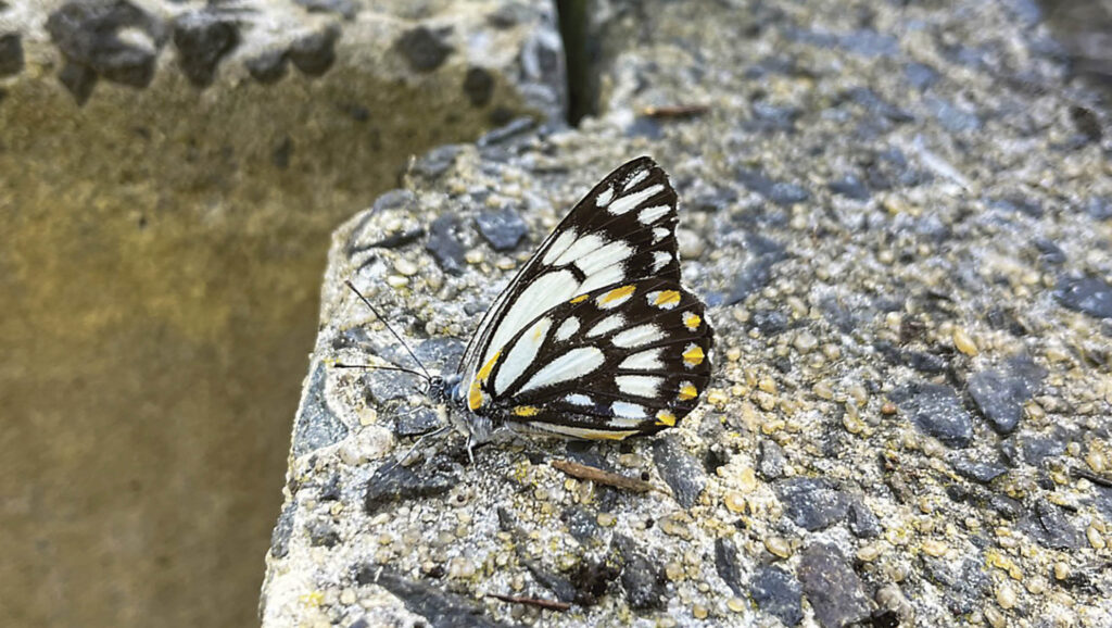 Caper white butterfly resting on a rock.