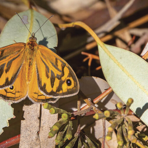 The common brown butterfly settled on gum leaves.