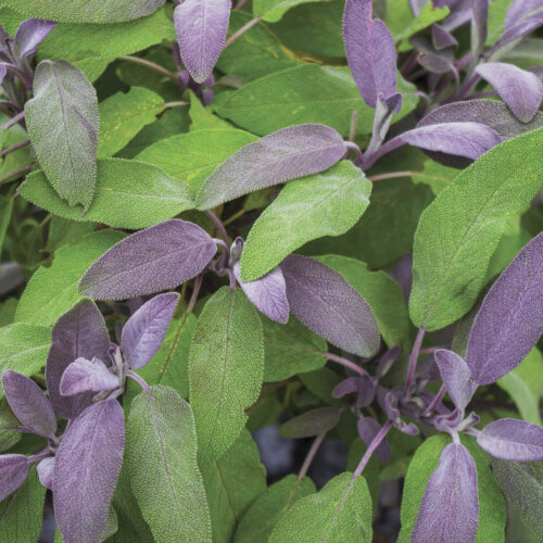 Purple sage