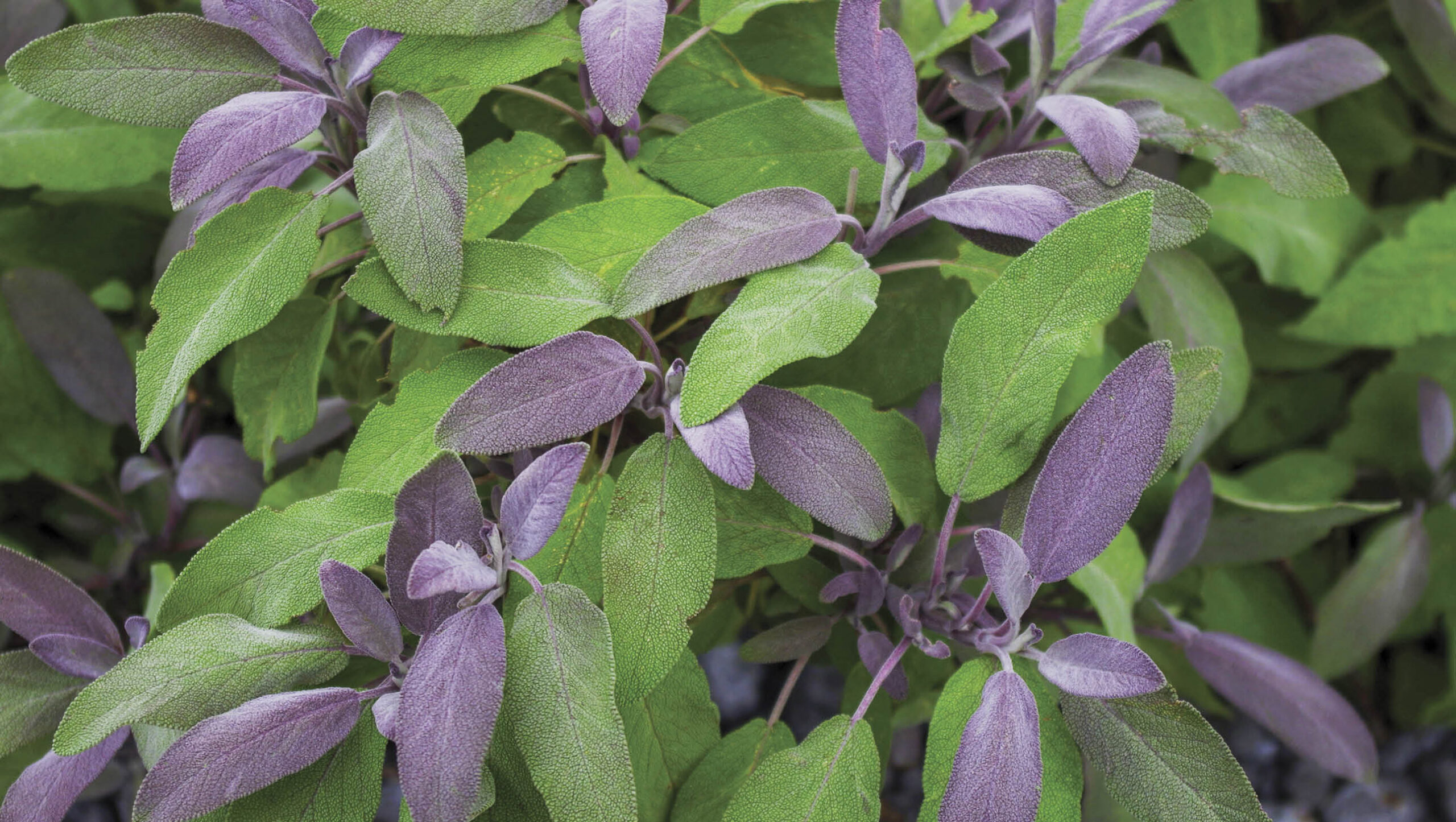 Purple sage