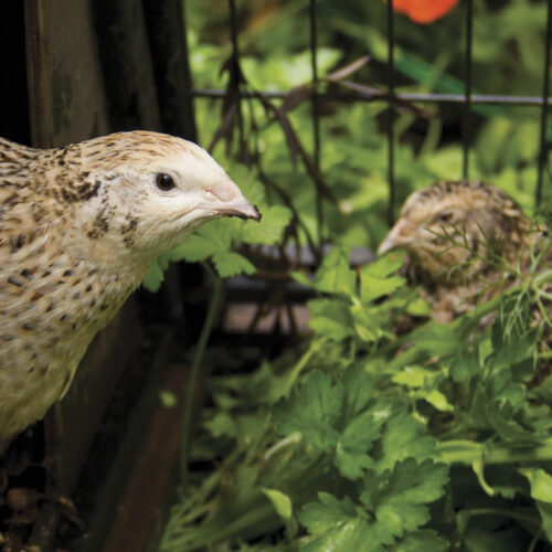 A quail poking its head out of its hutch to eat green leaves.