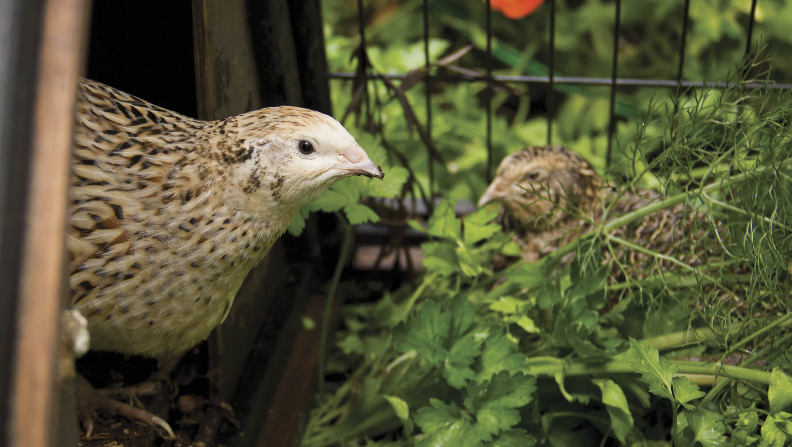 A quail poking its head out of its hutch to eat green leaves.