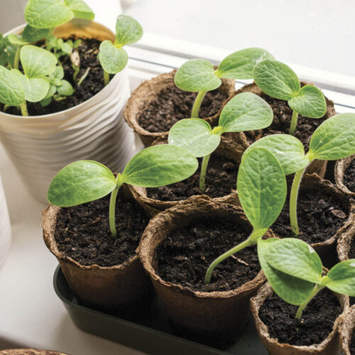 Seedlings sitting in a window sill for extra light and warmth.