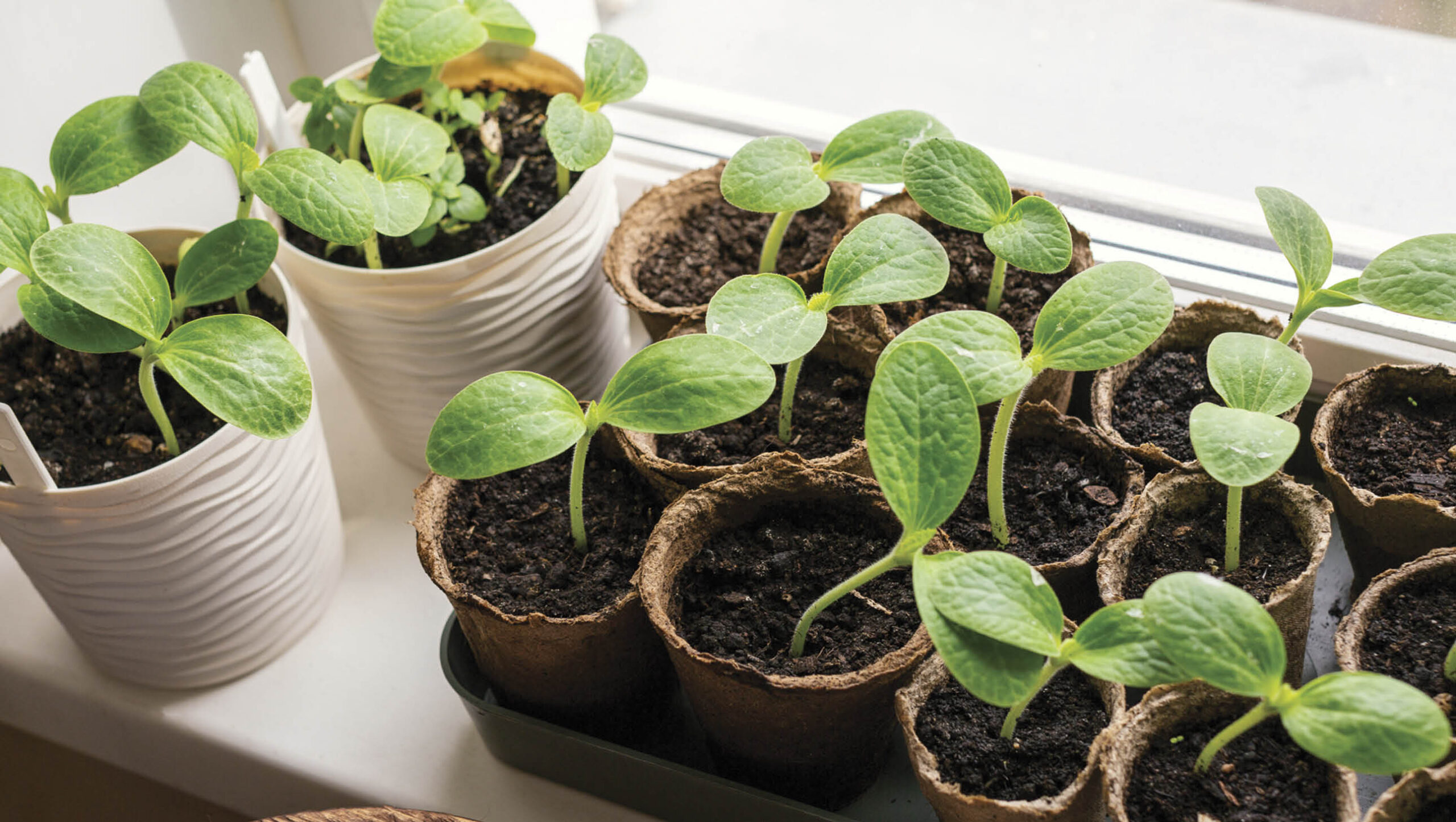 Seedlings sitting in a window sill for extra light and warmth.
