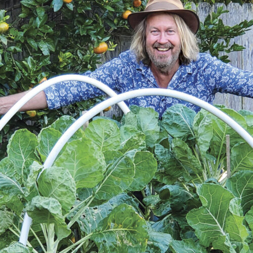 Phil Dudman showing off his Brussels sprouts.