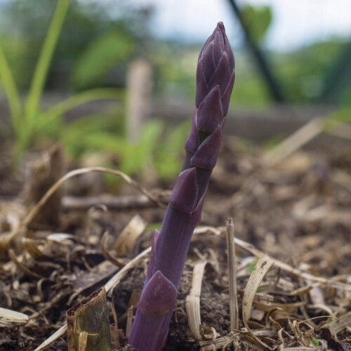 Purple asparagus growing out of soil covered in mulch.