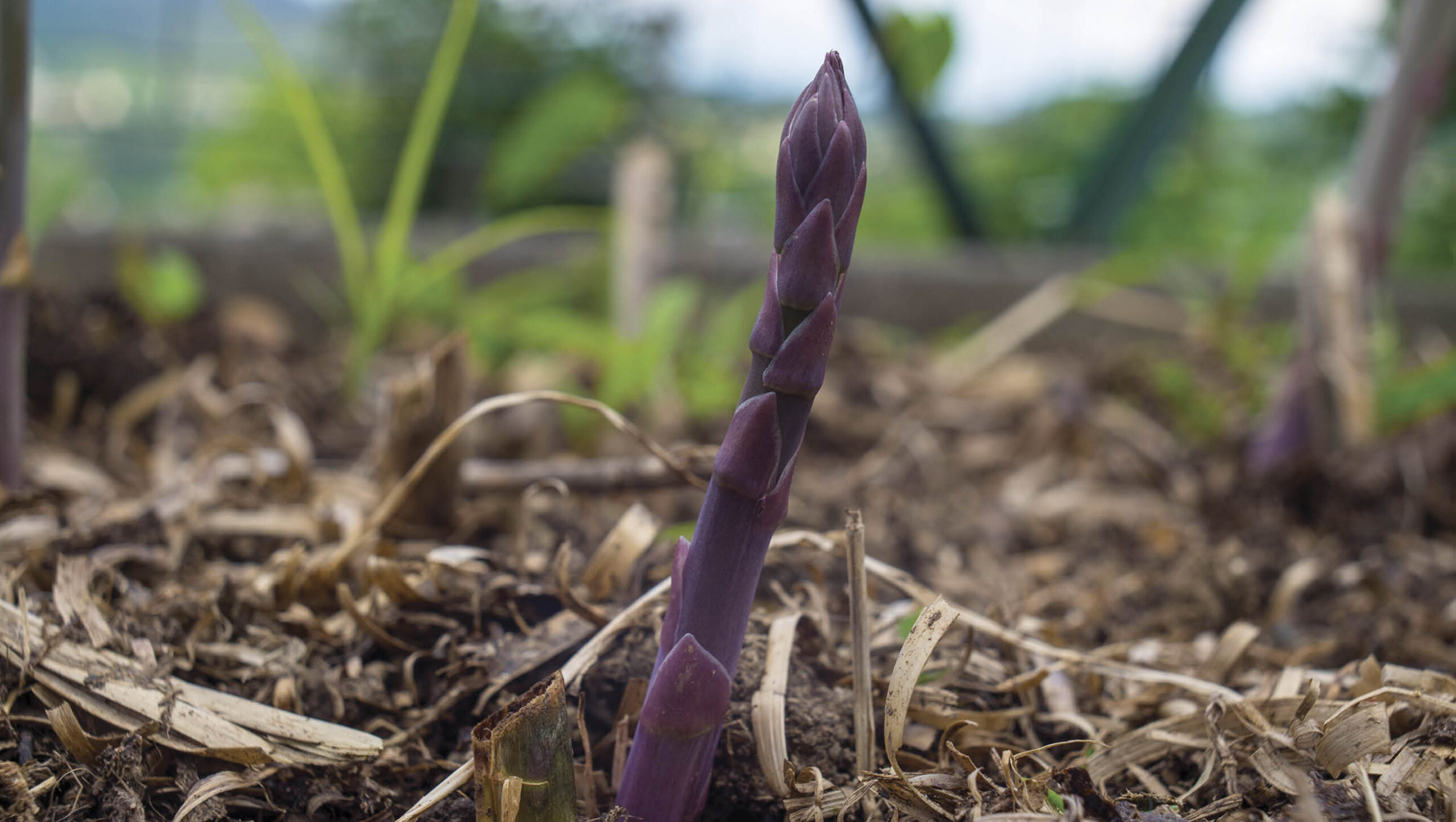 Purple asparagus growing out of soil covered in mulch.
