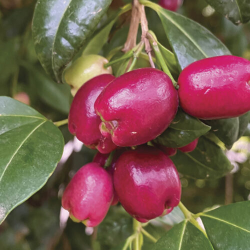 Brush cherry lilly pilly fruit on green branches.