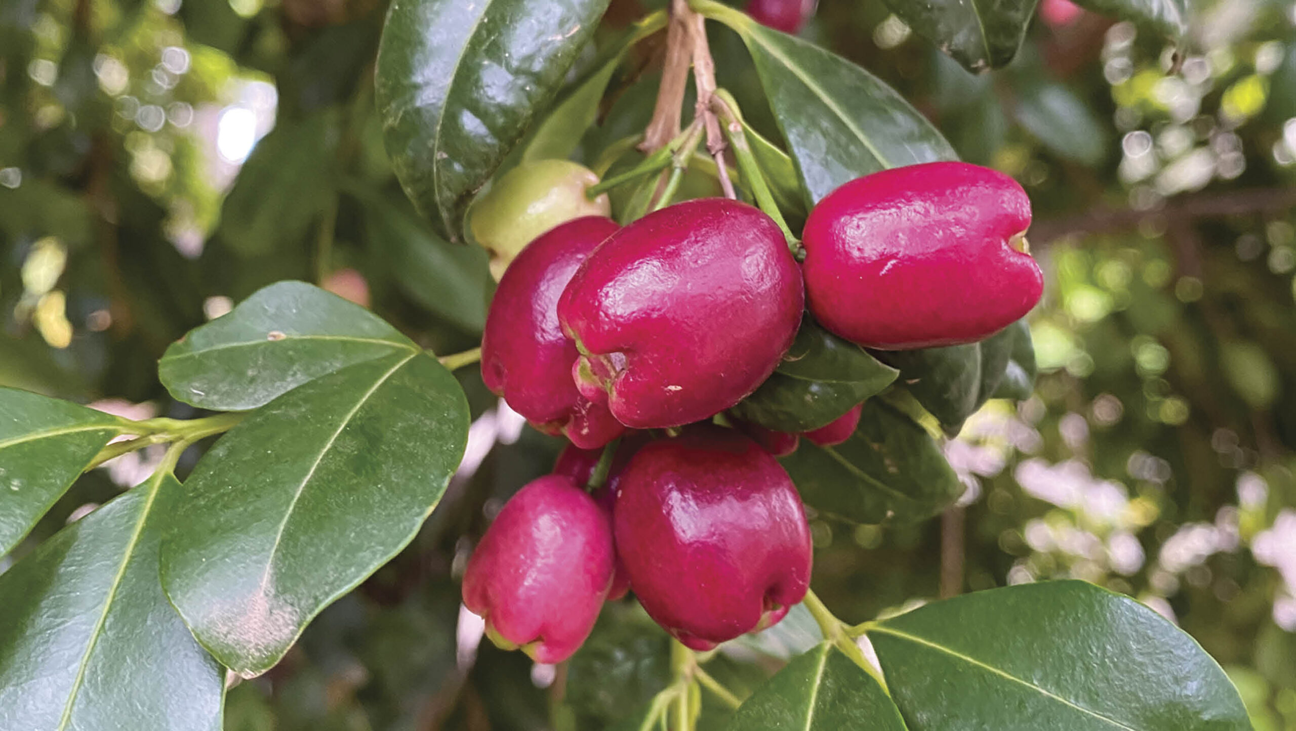 Brush cherry lilly pilly fruit on green branches.
