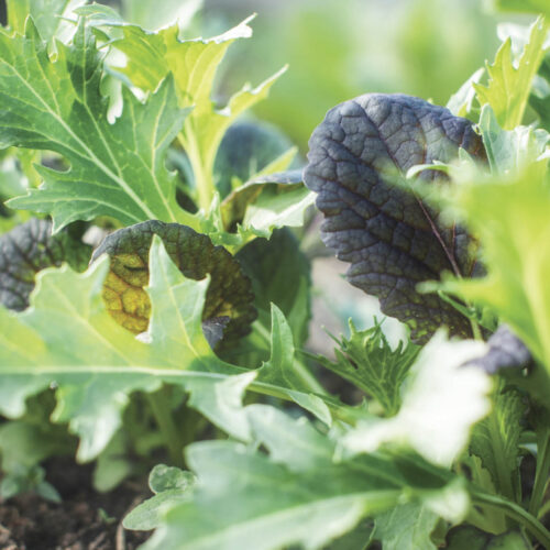 Leafy greens including rocket and mizuna.