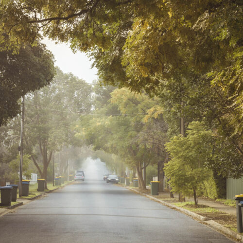 Treelined street in Adelaide suburb.