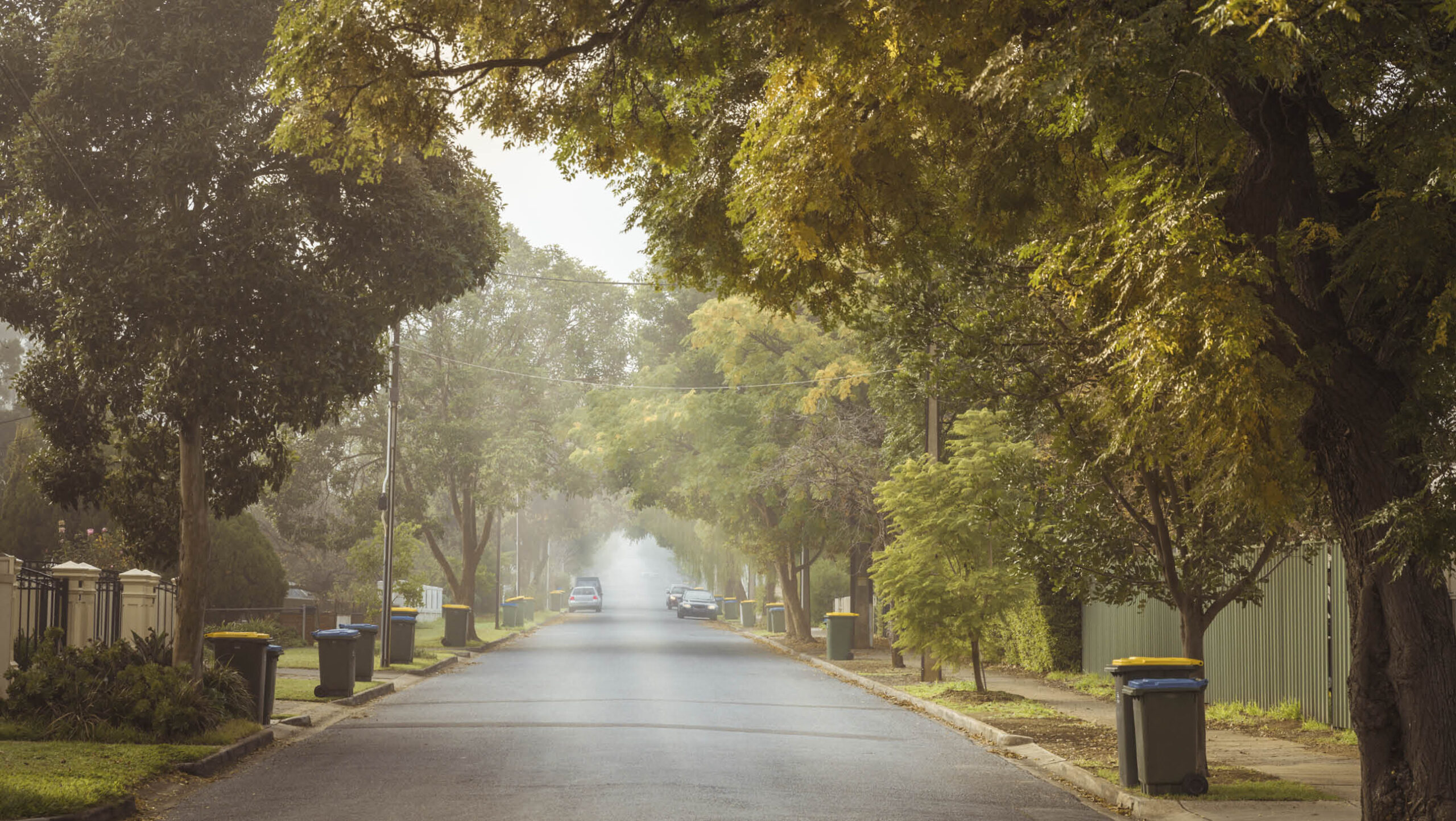 Treelined street in Adelaide suburb.