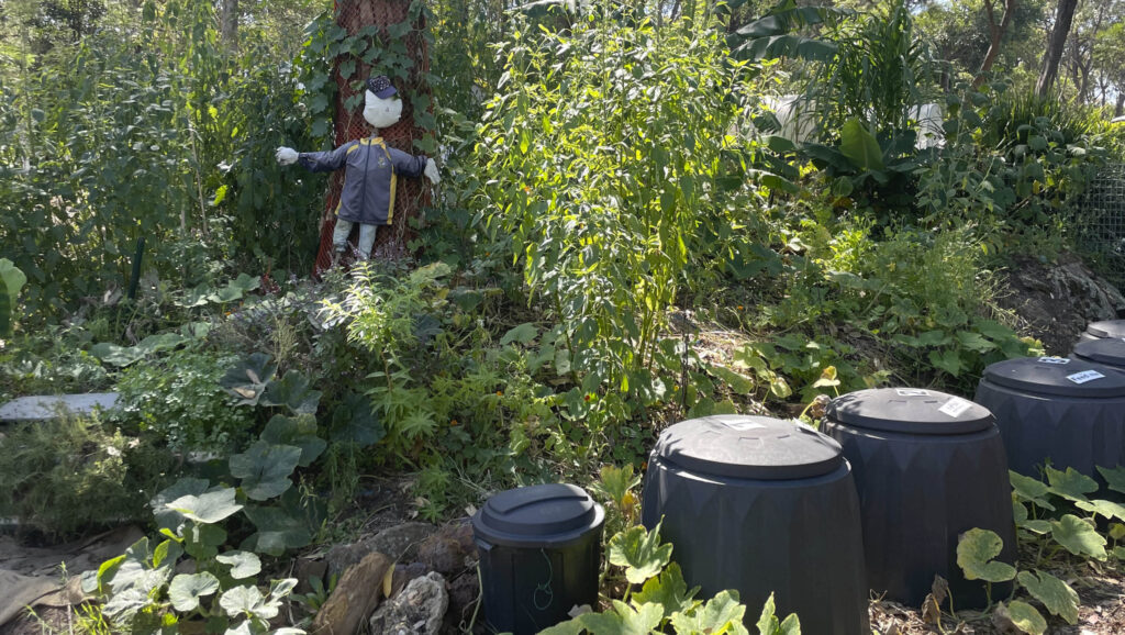 Compost bins in the John Colet Primary School kitchen garden