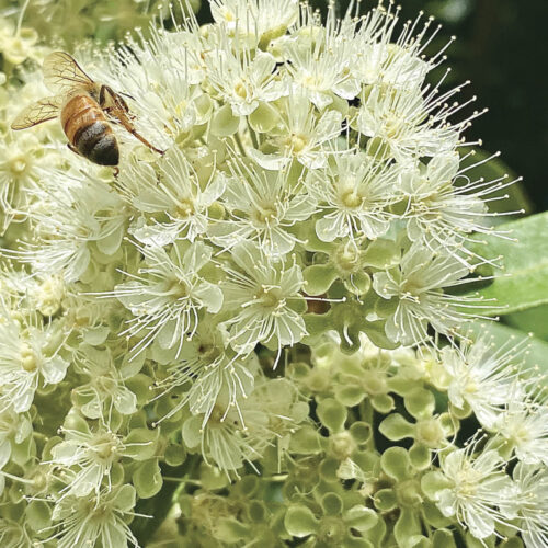 Lemon myrtle in flower