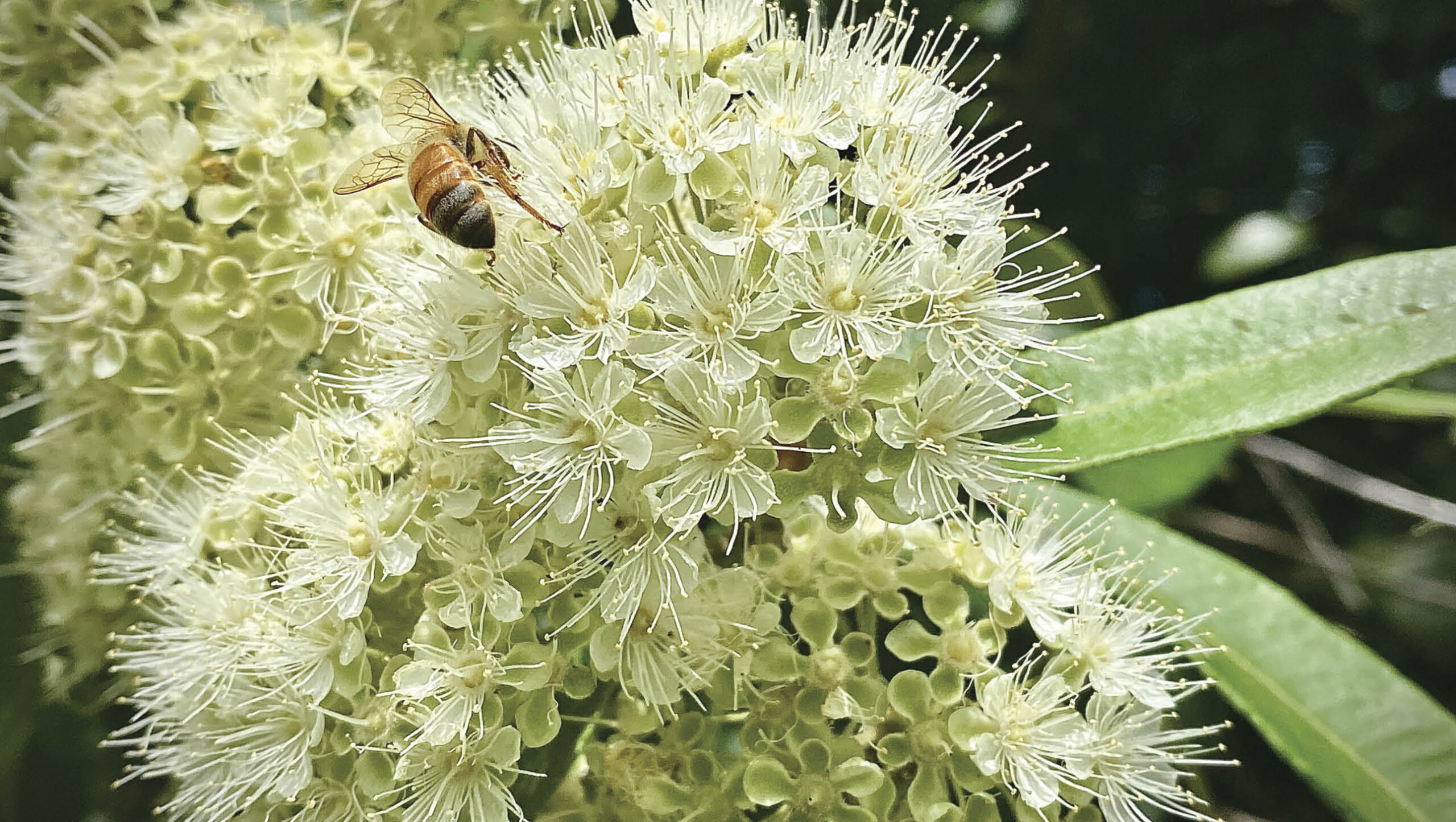 Lemon myrtle in flower