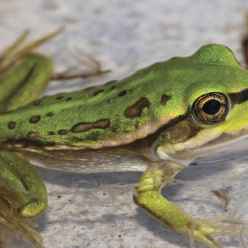A growling green frog in water.