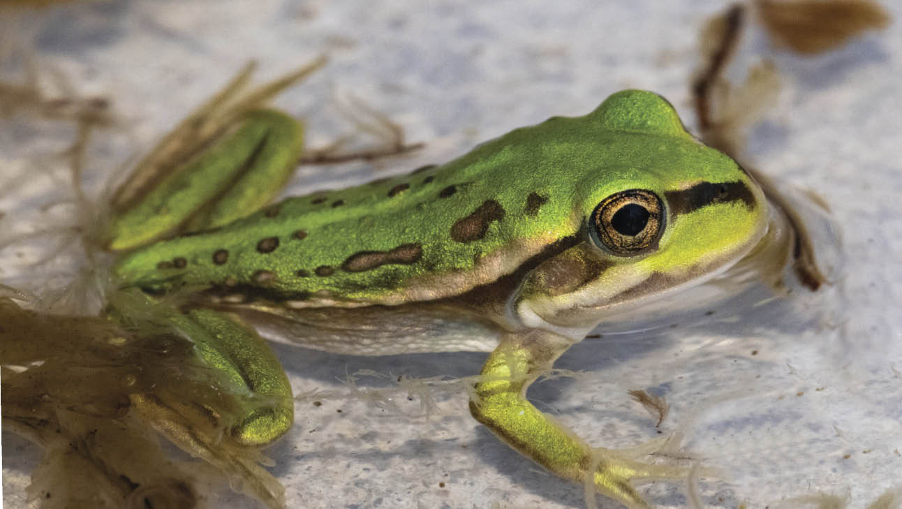 A growling green frog in water.