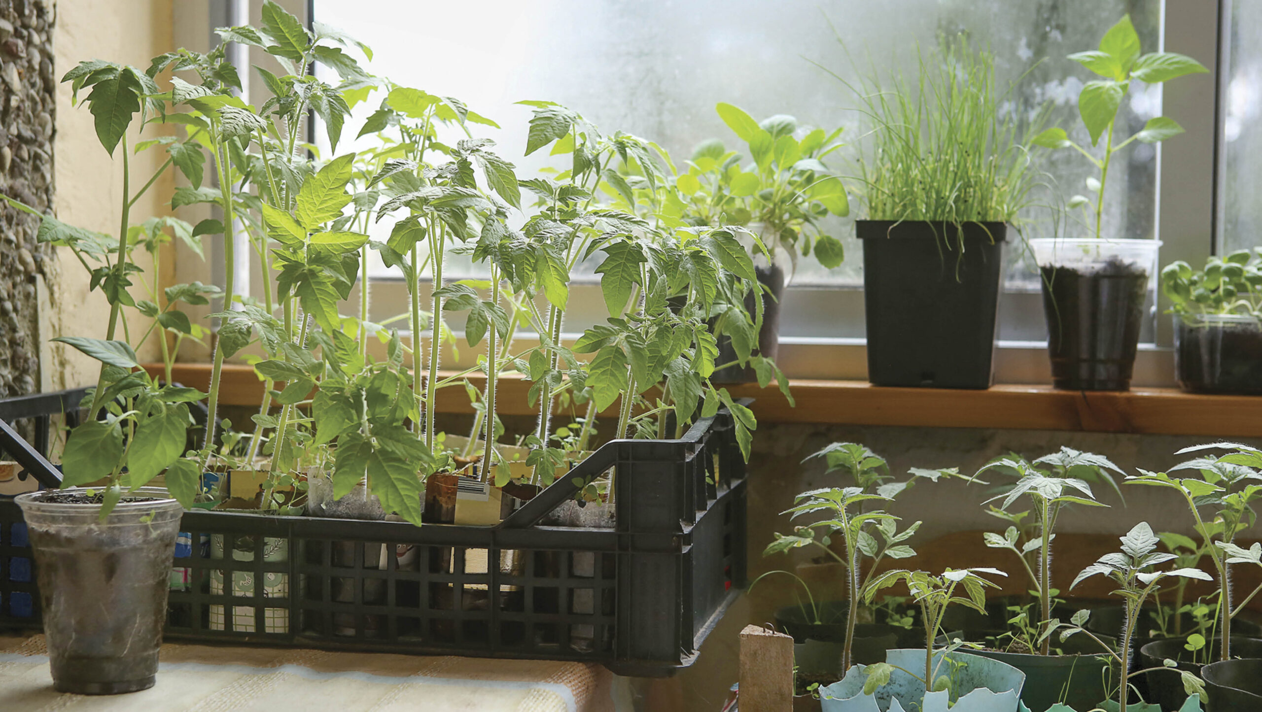 Seedlings growing in a variety of different containers.